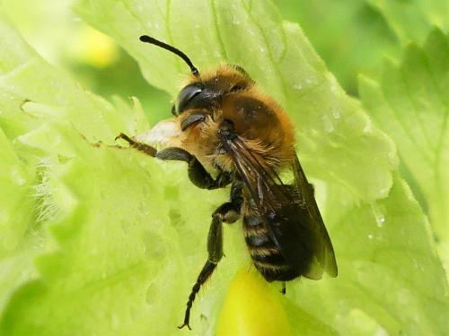 Réf. 283 190 : Megachile willughbiella